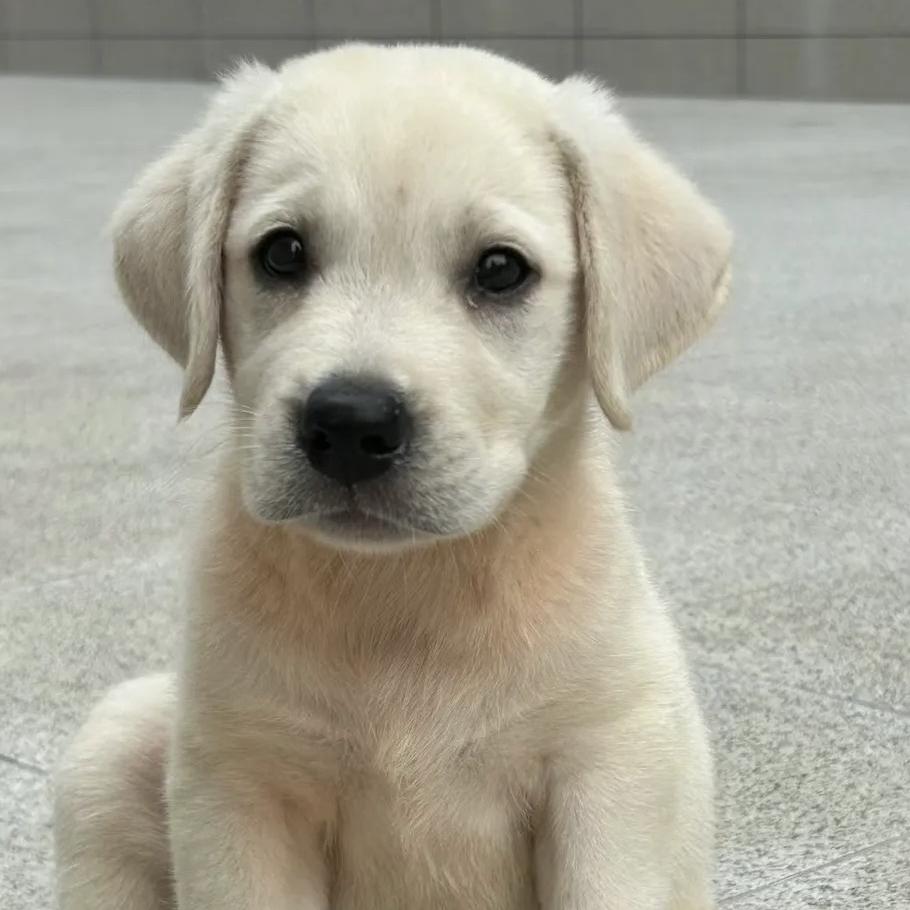 乾元福瑞宠物臻选阁