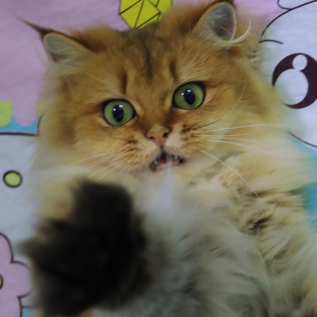 66—U（深圳上门喂猫）