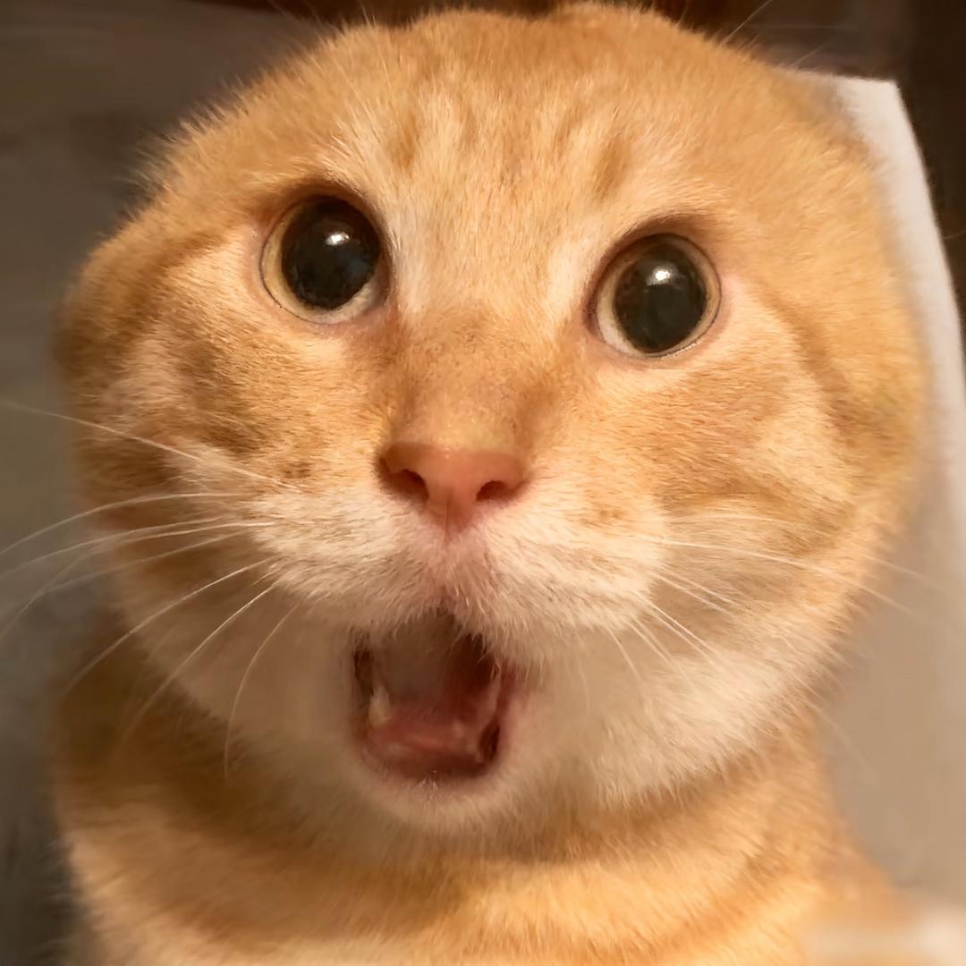 小憨猫meme