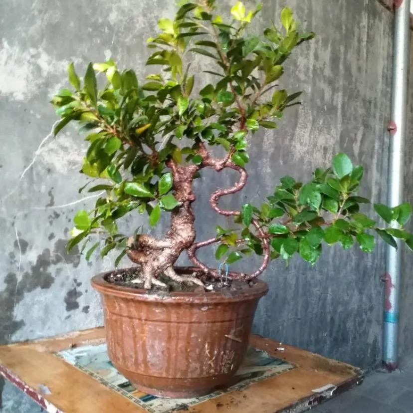汉