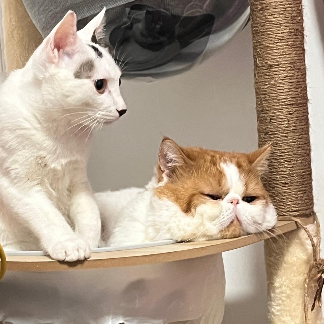 西伯利亚泰坦巨猫生吞亚特兰大迷你老鼠