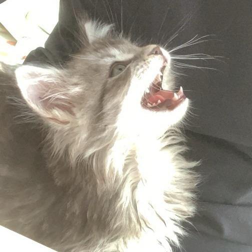Neneko