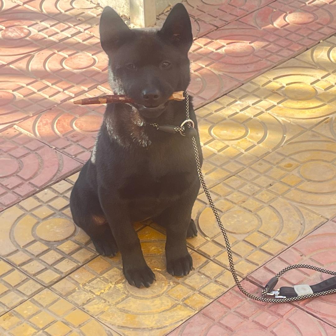中华五黑犬