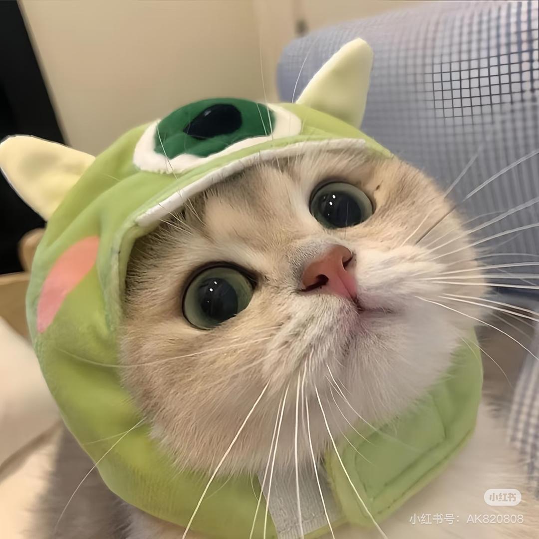 Kitty