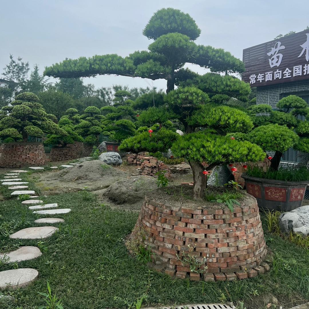 禾田绿植专营店