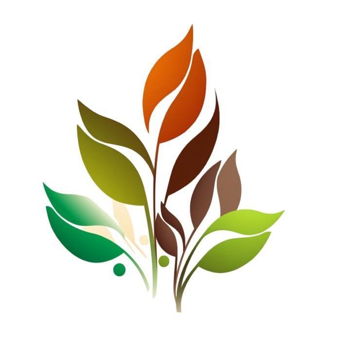 源益天养当归｜现场打包，甘肃直发