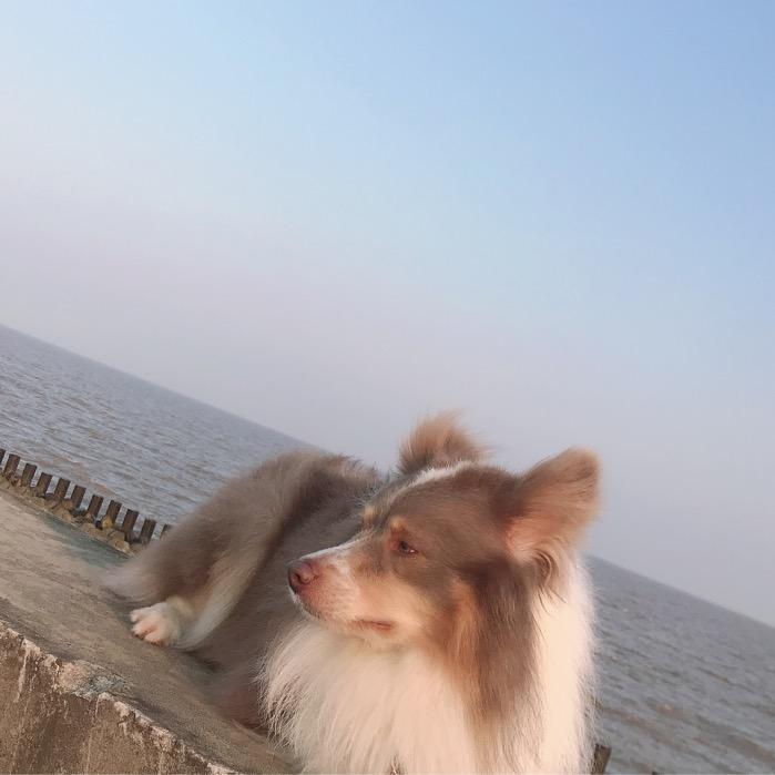地瓜叶