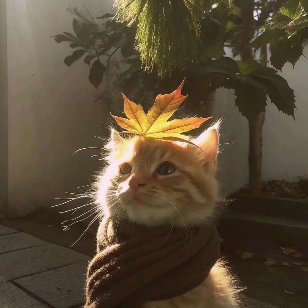一只土豆