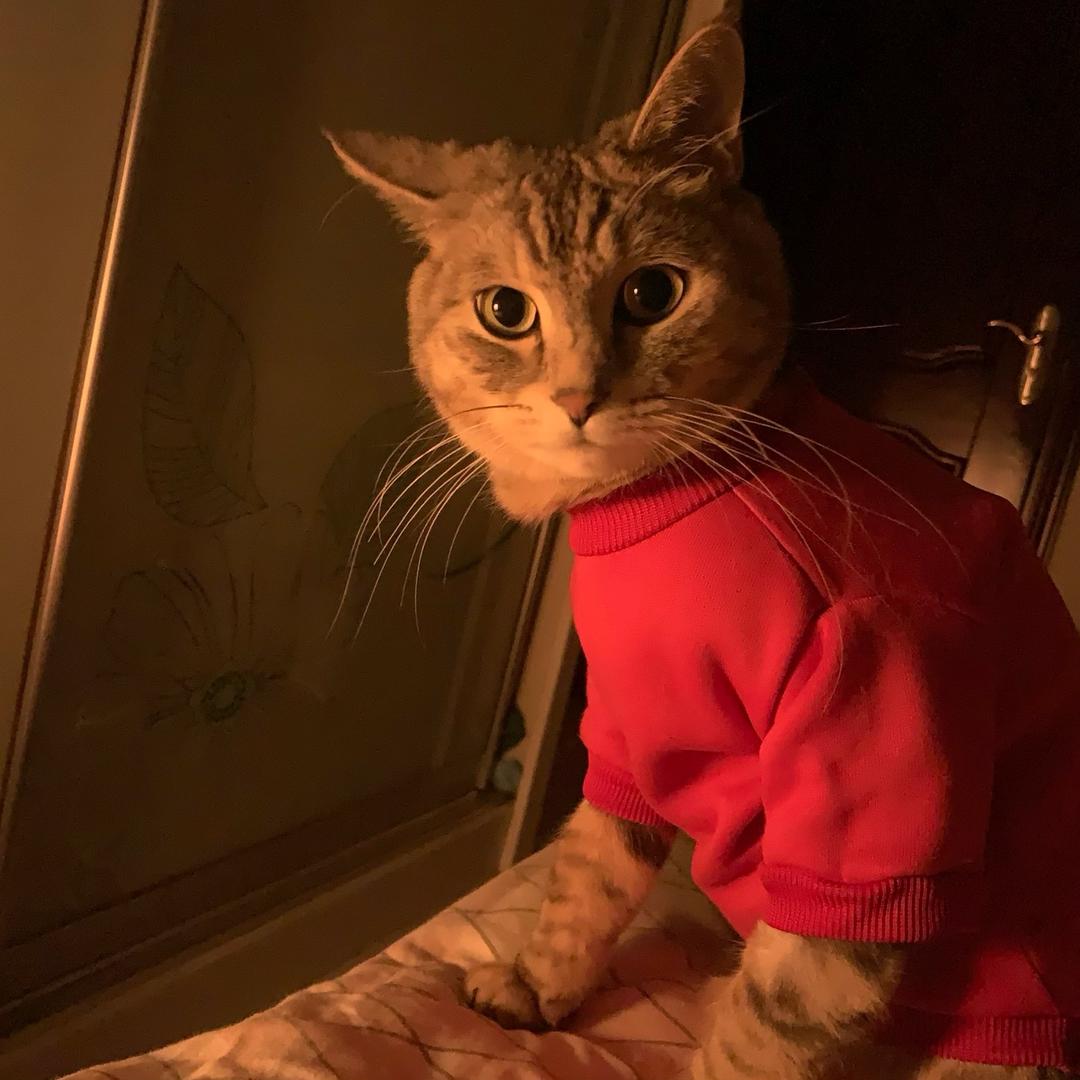 二秃子的无情铲屎官🙃