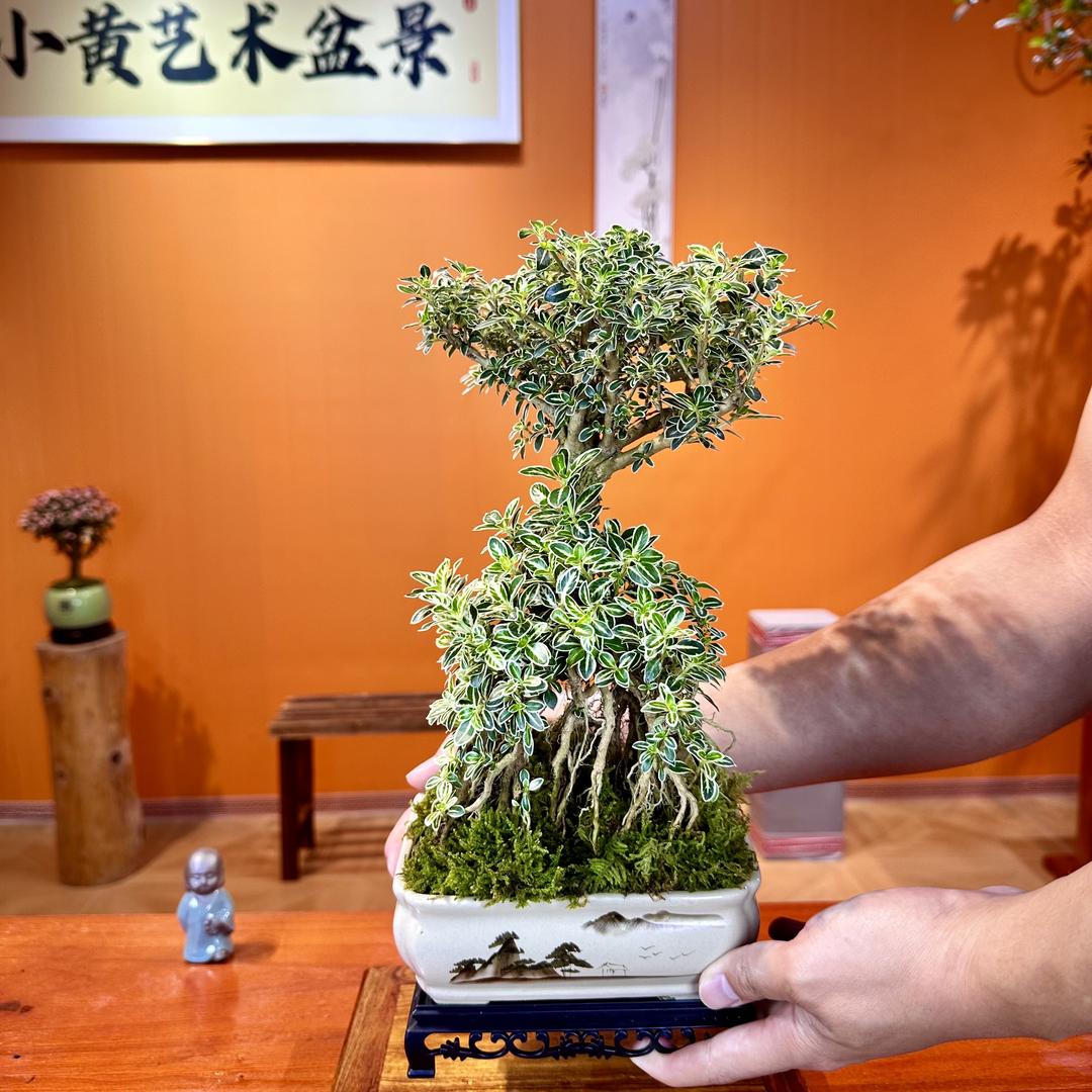 屿花之名