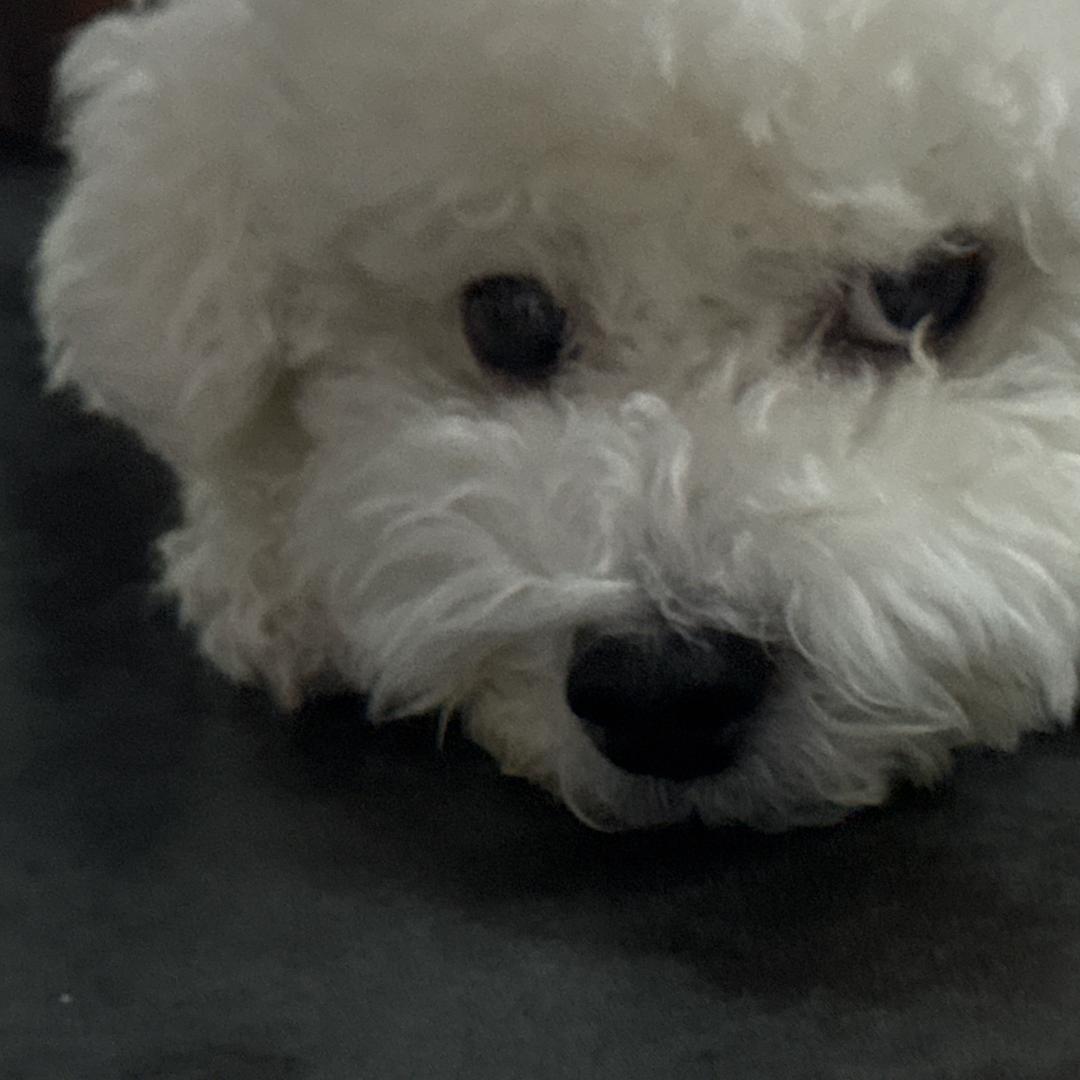 蛋挞-/.