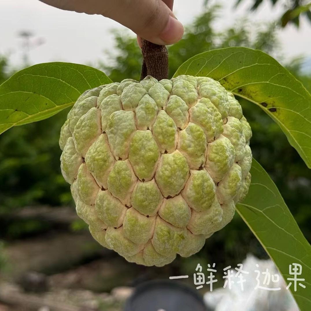 一鲜果园优选