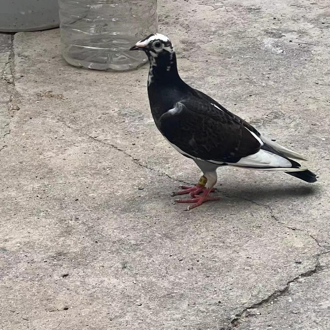 武陟国血李鸟吴淞白信鸽子