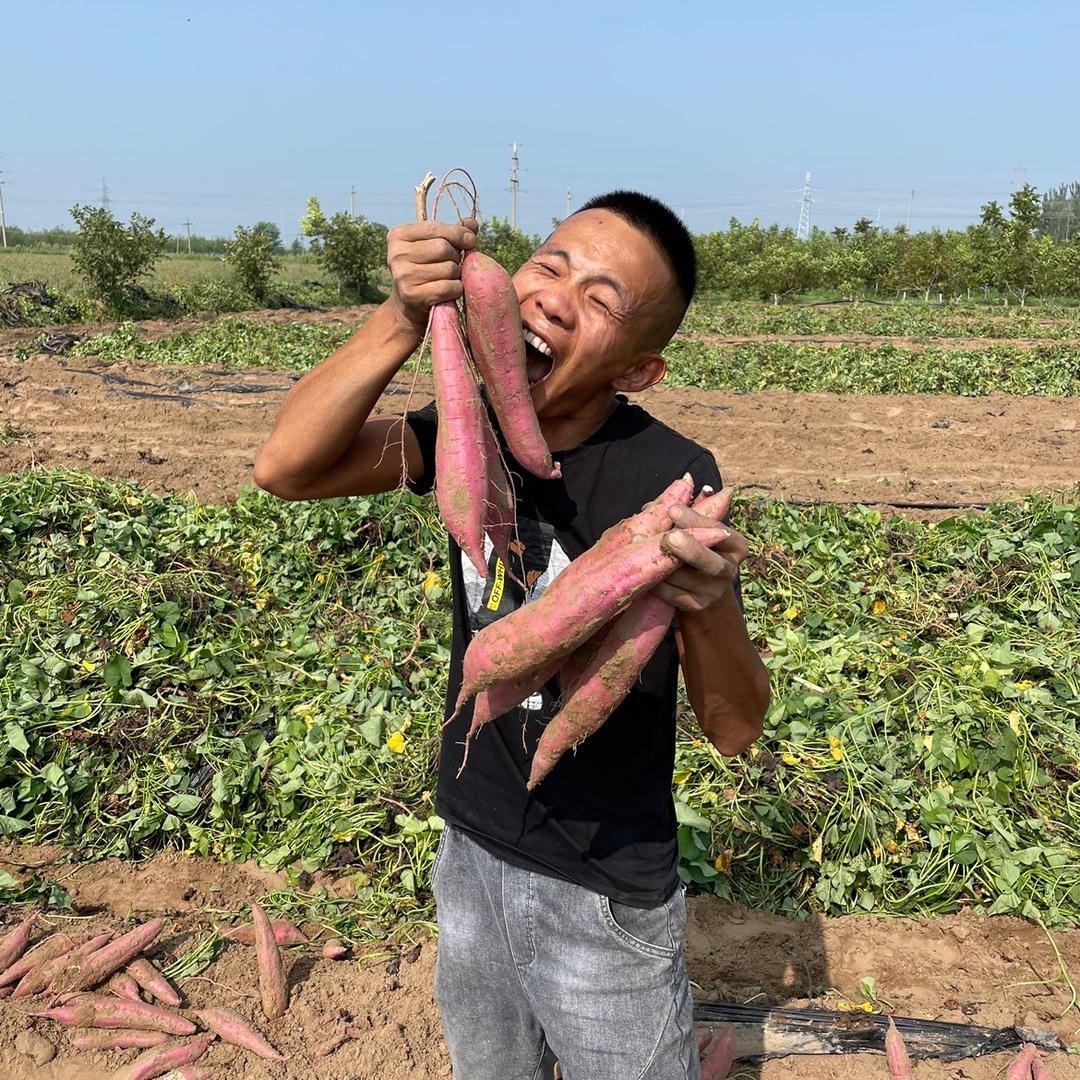 陕北小黑鲜果