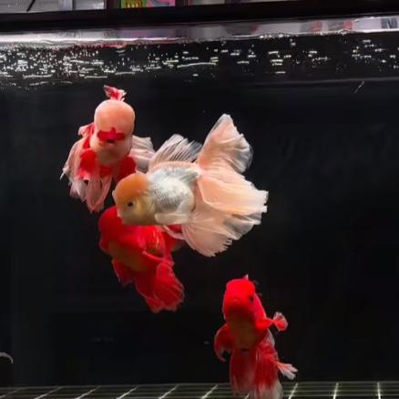鑫诚观赏鱼008号
