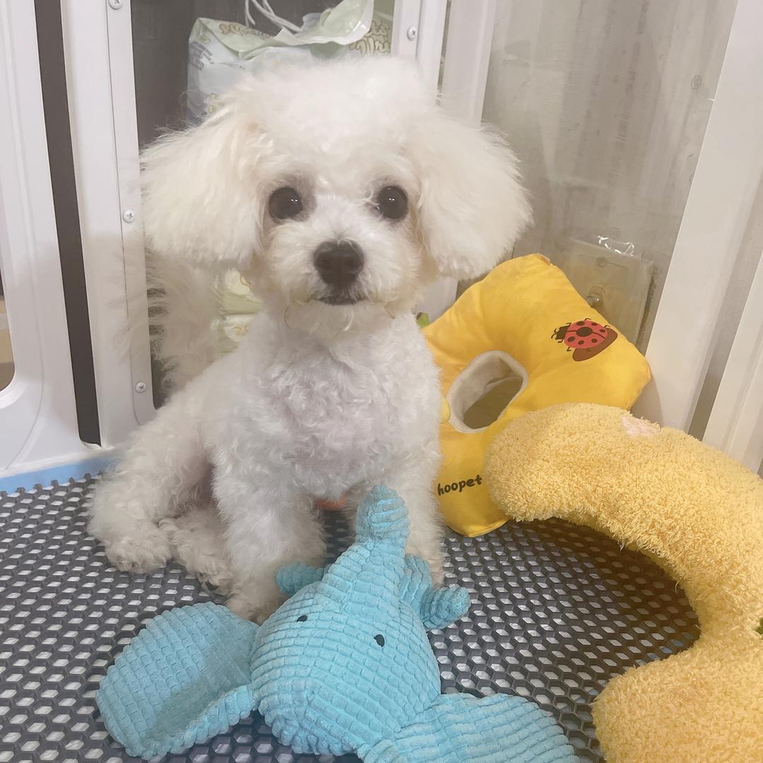 郏豆豆🐶