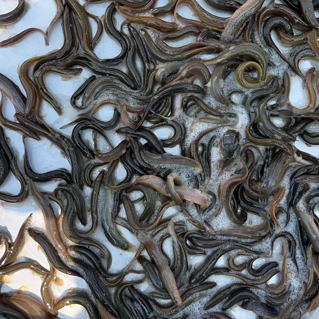 来点泥鳅