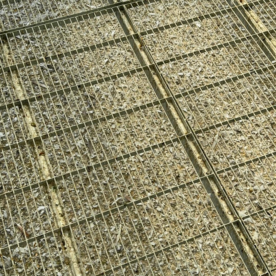 养鸽子的小李