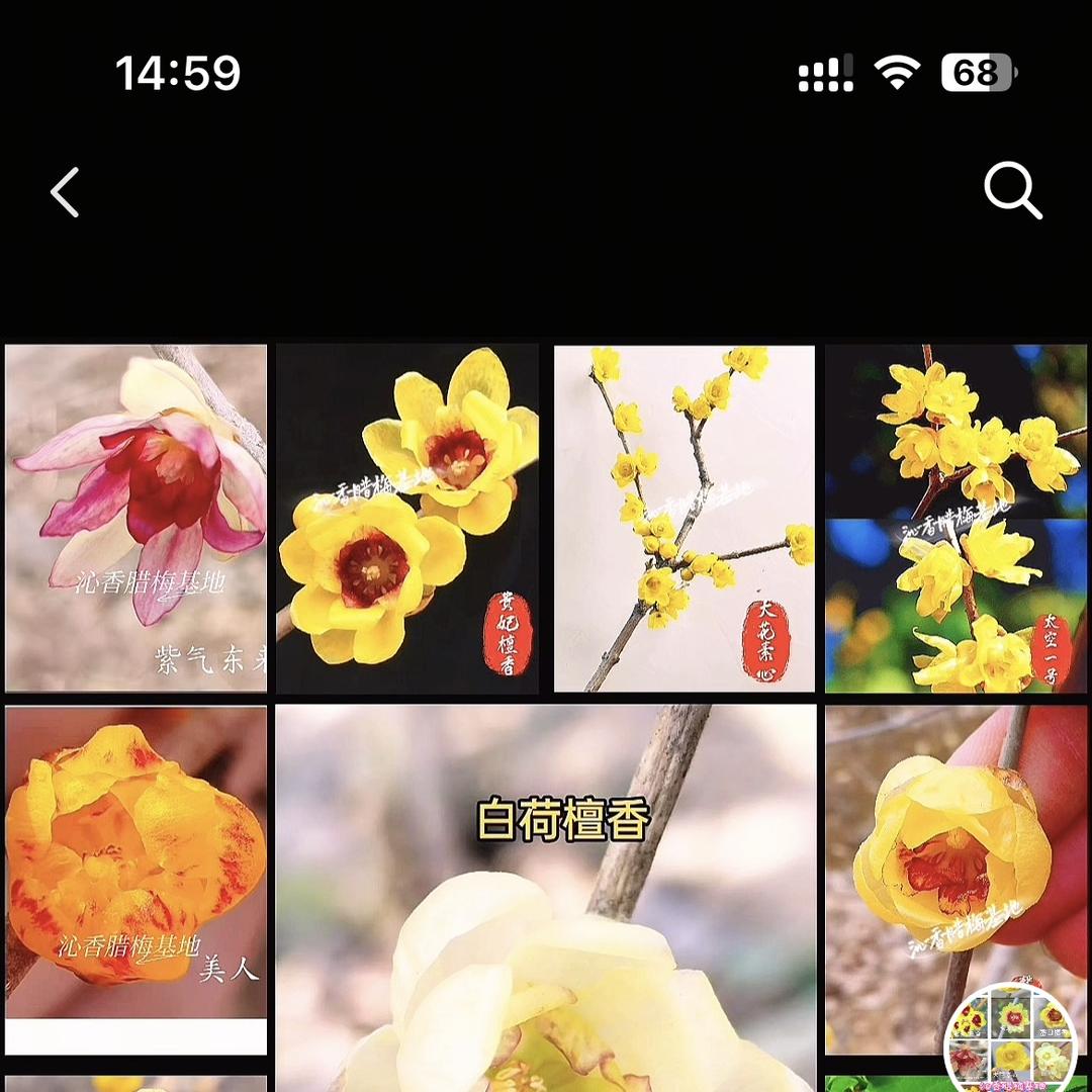 沁香腊梅基地