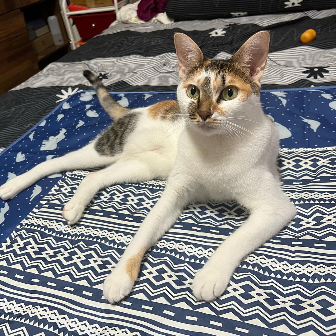 小芙⁰⁴²⁴ 🐈