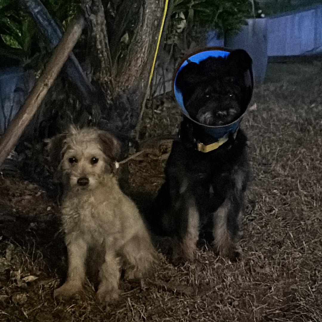 嘻嘻一百在过萃🐕‍🦺🦮