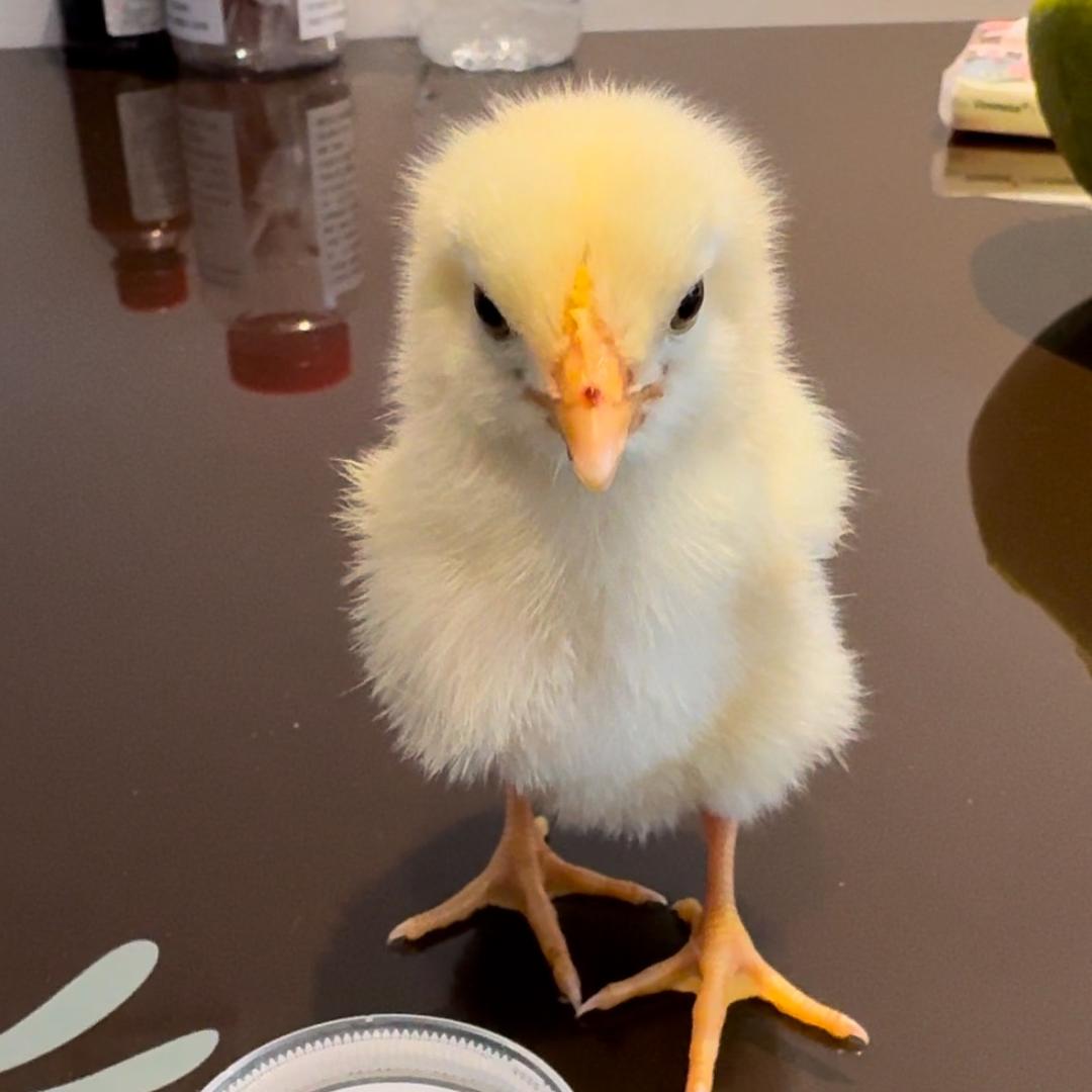 ᥫᩣ. 小白是一只鸡