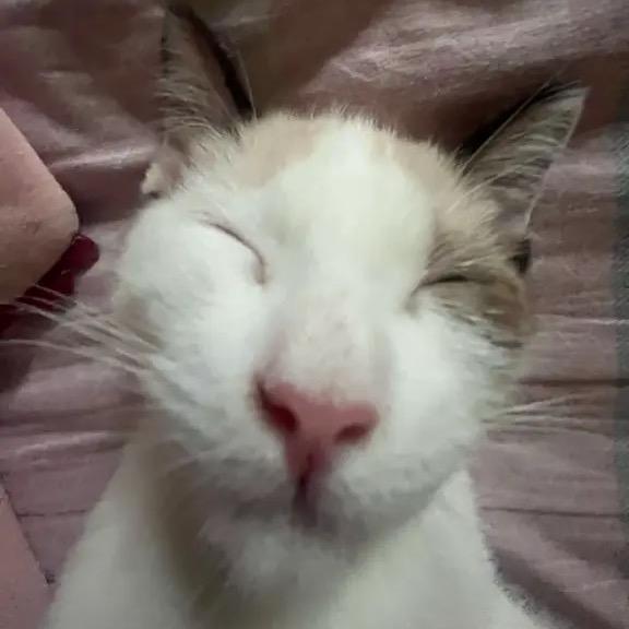 柳孟奇