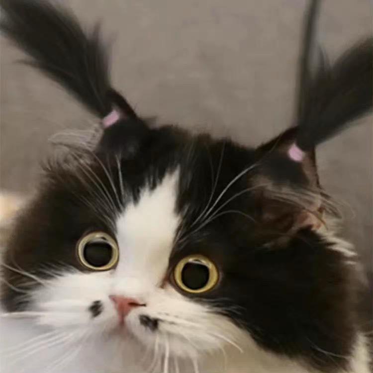 袋鼠袋里的考拉