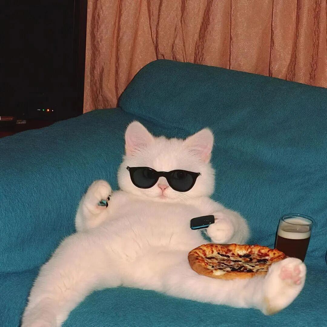 小米椒：特立独行的猫