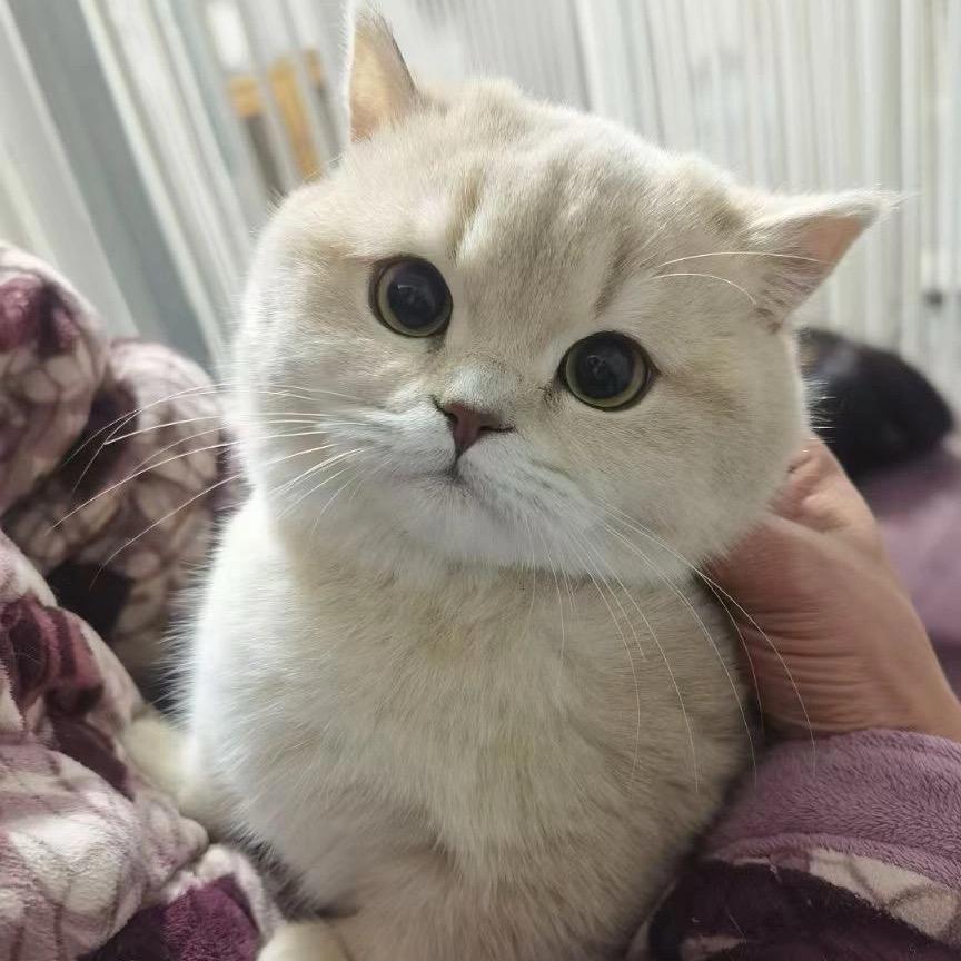 琦少猫猫