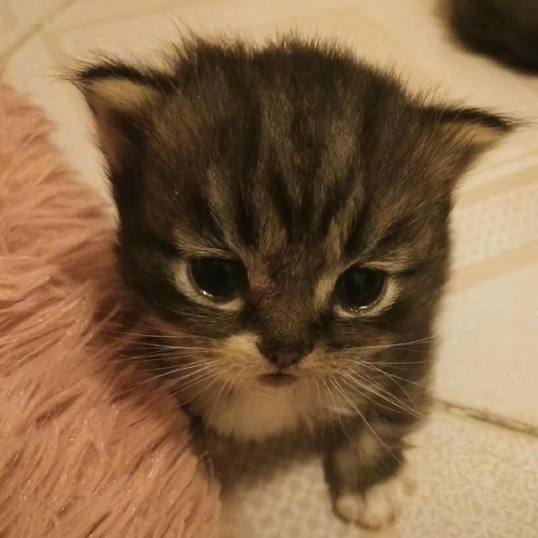 小猫大王喵喵喵