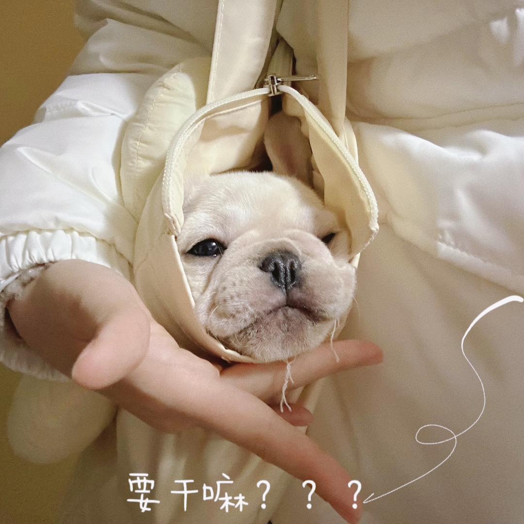 是小富贵儿