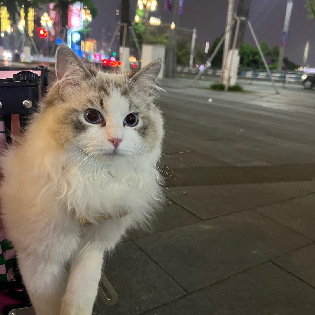 周星星会梦见电子鱼