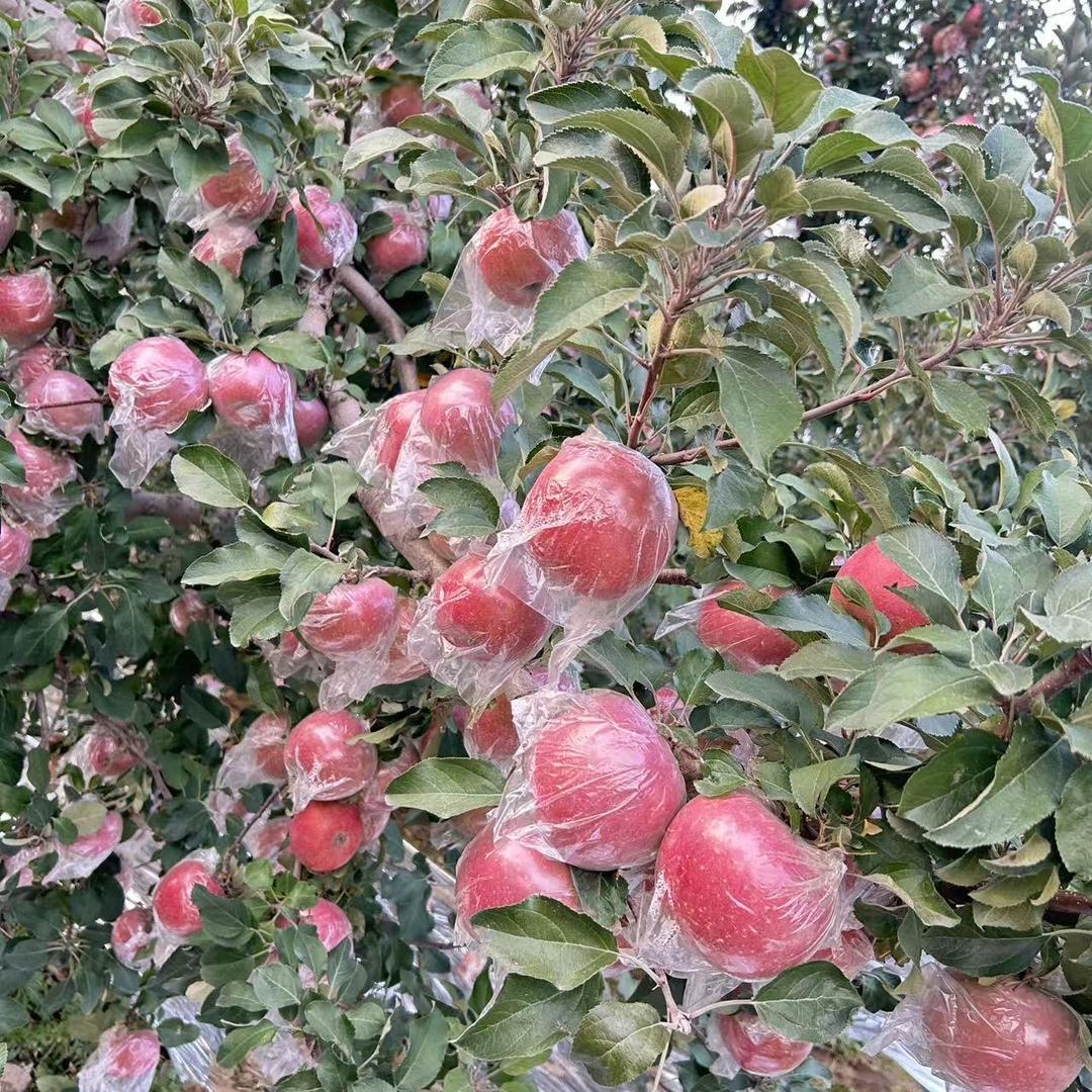 平陆县鲜丰农副产品服务部