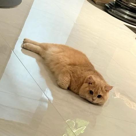 狗勾