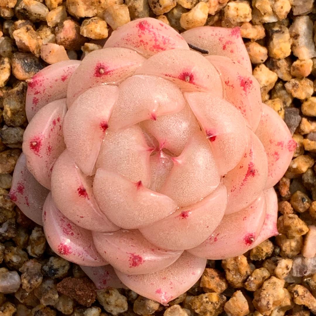 肉植小筑