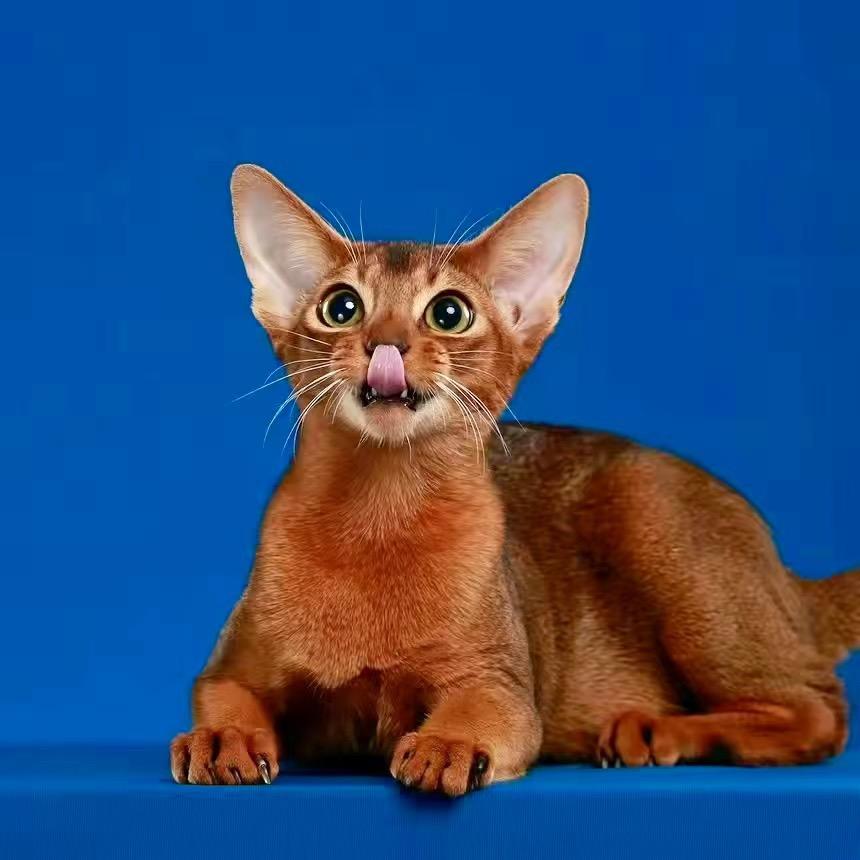 宜宾开宠物店的猪猪