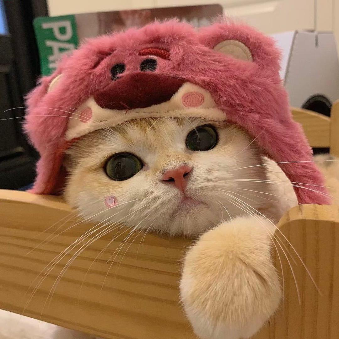 恬恬露🍥