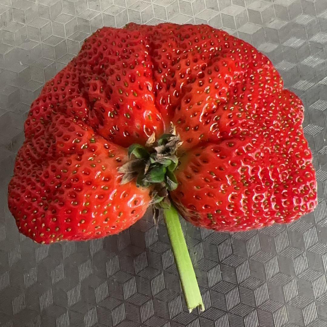 一林好高端果袋