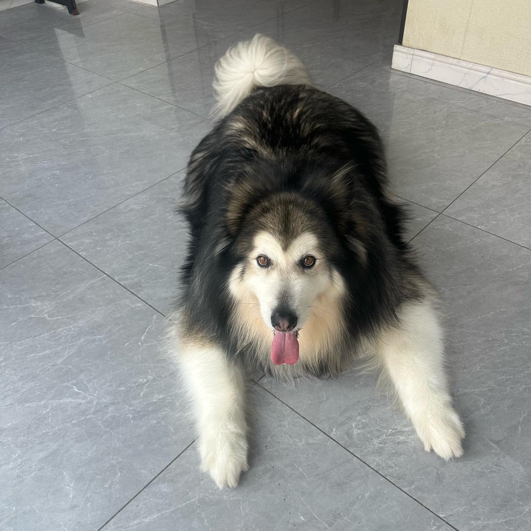 汤圆是只阿拉斯加