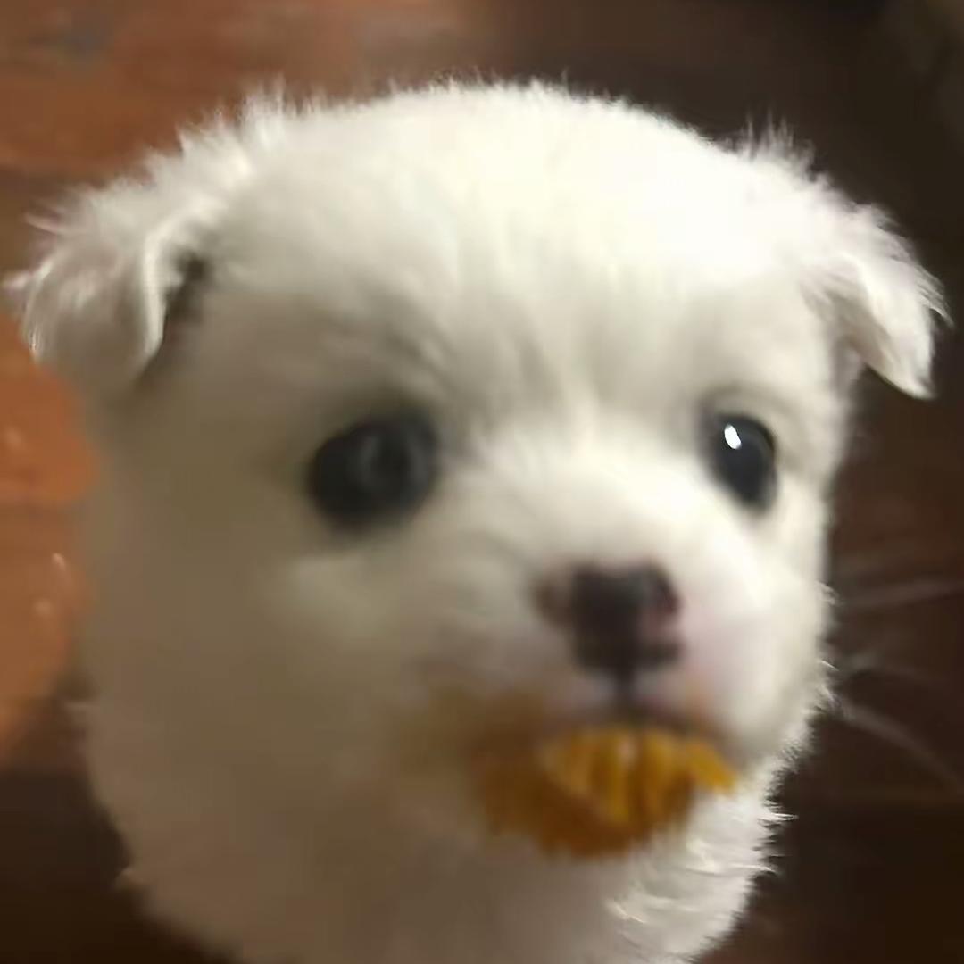 脆饼小狗૮ •w• ྀི ა