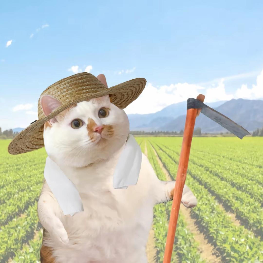 双喜🌾