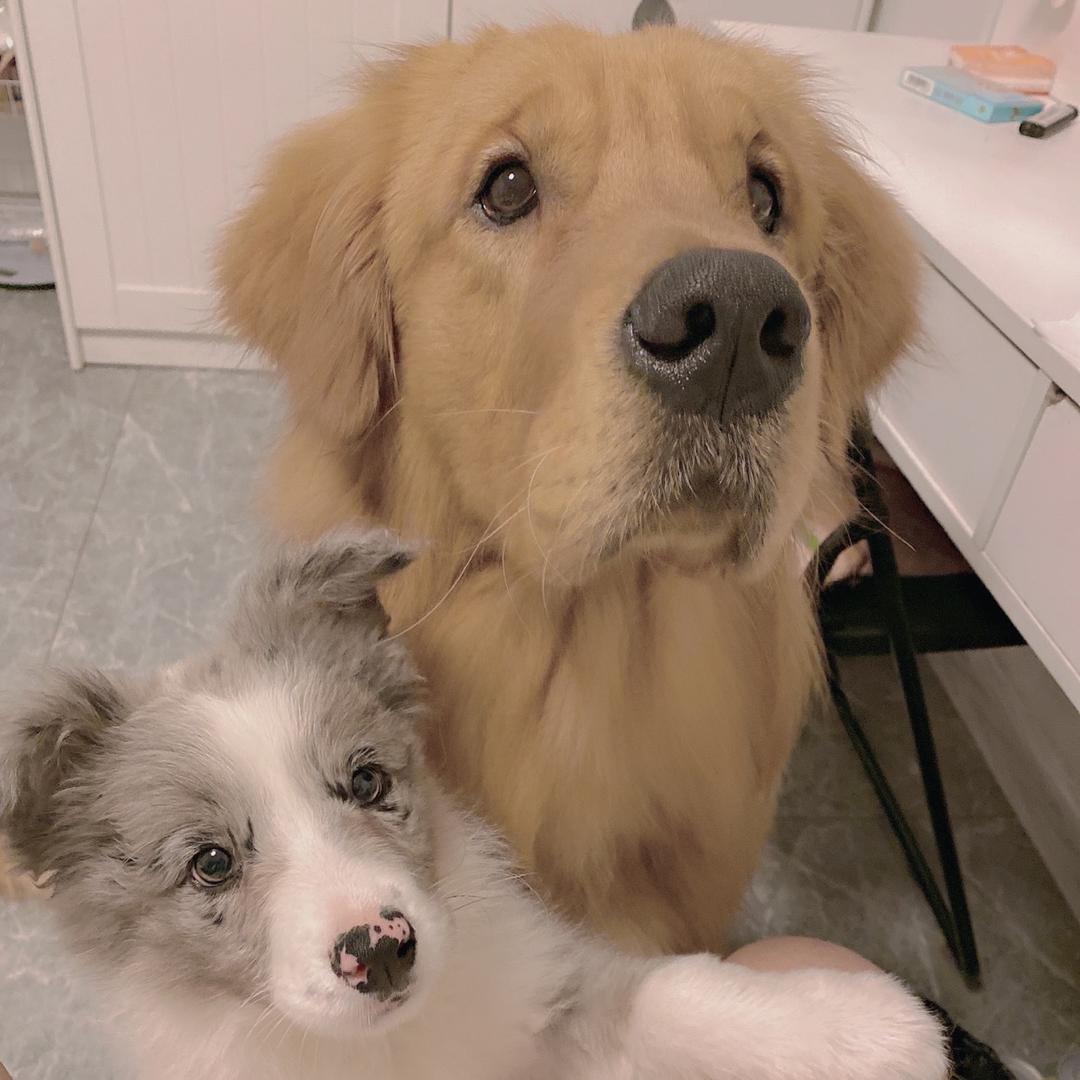 西伯利亚花果山社恐泪失禁蕾丝性感大母猴