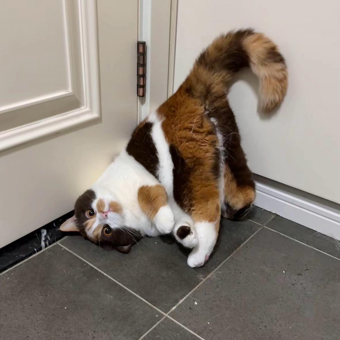野猪猪