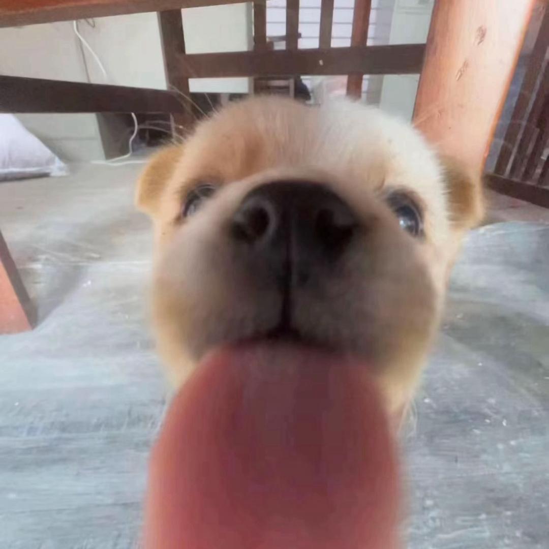 面包的超人🍞