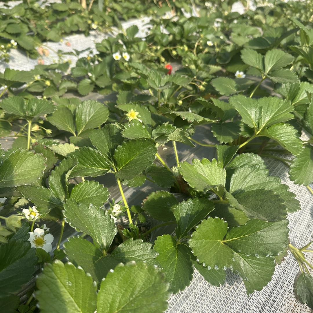 陆阿陆草莓育苗基地