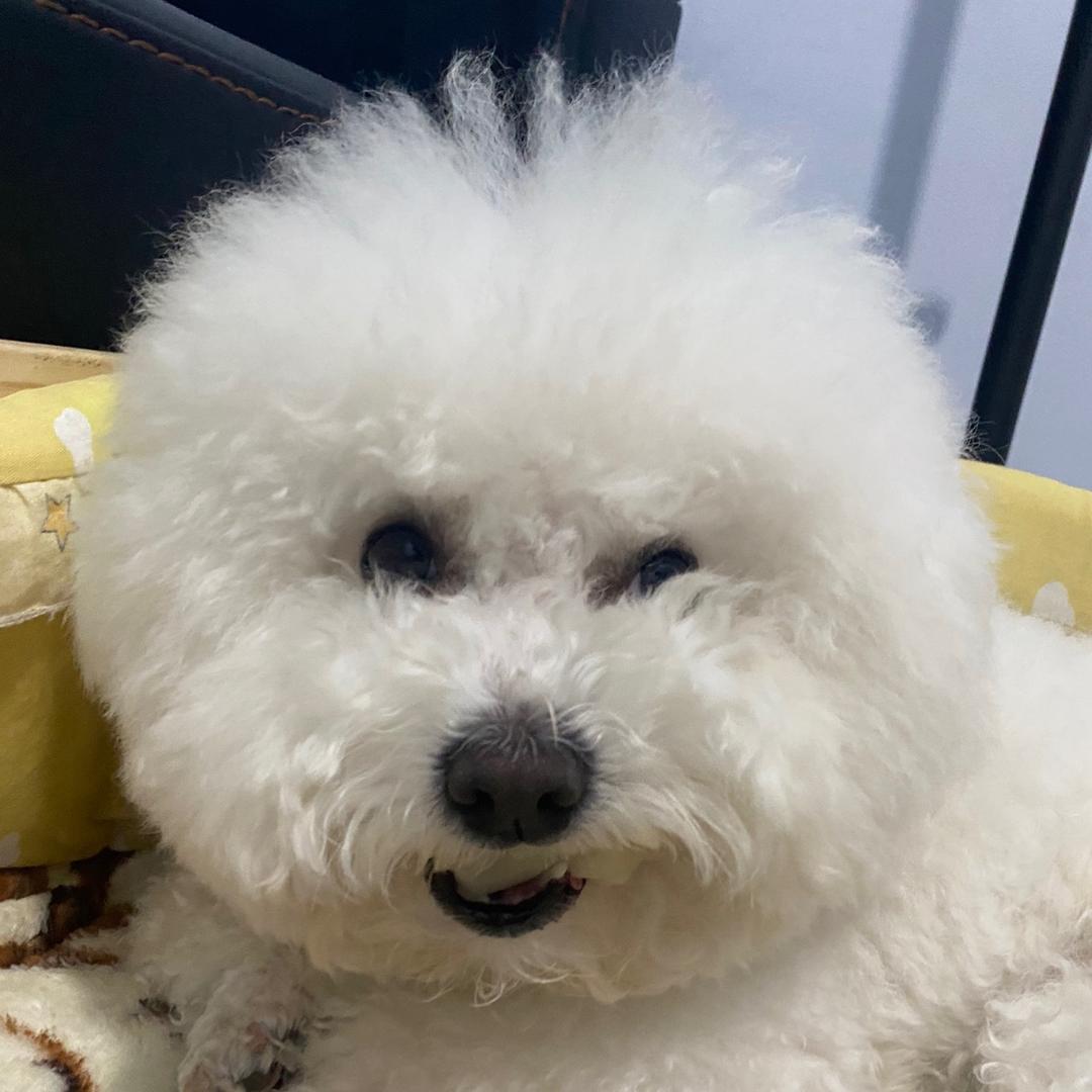 守护犬🐻‍❄️糖糖