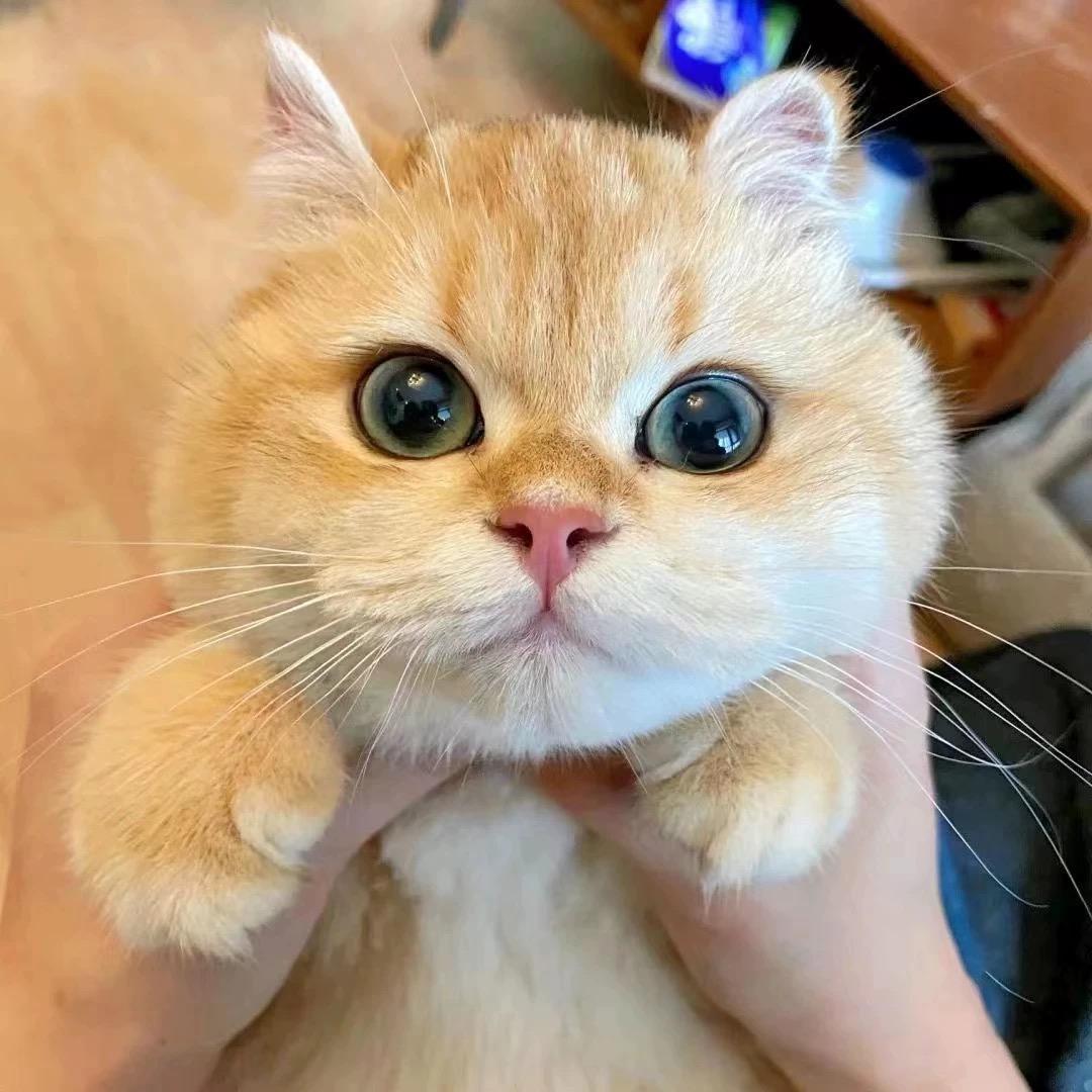 小忧说猫