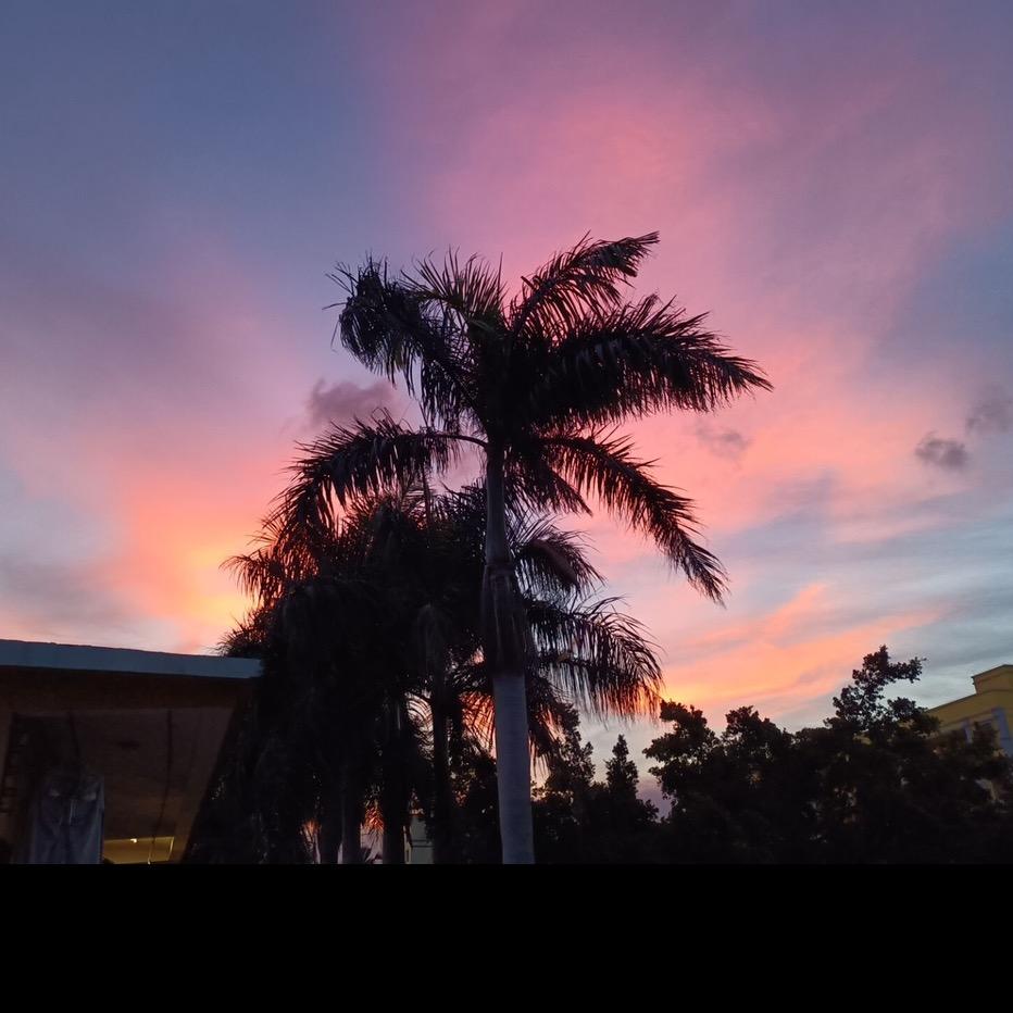 山有扶苏，隰有荷华