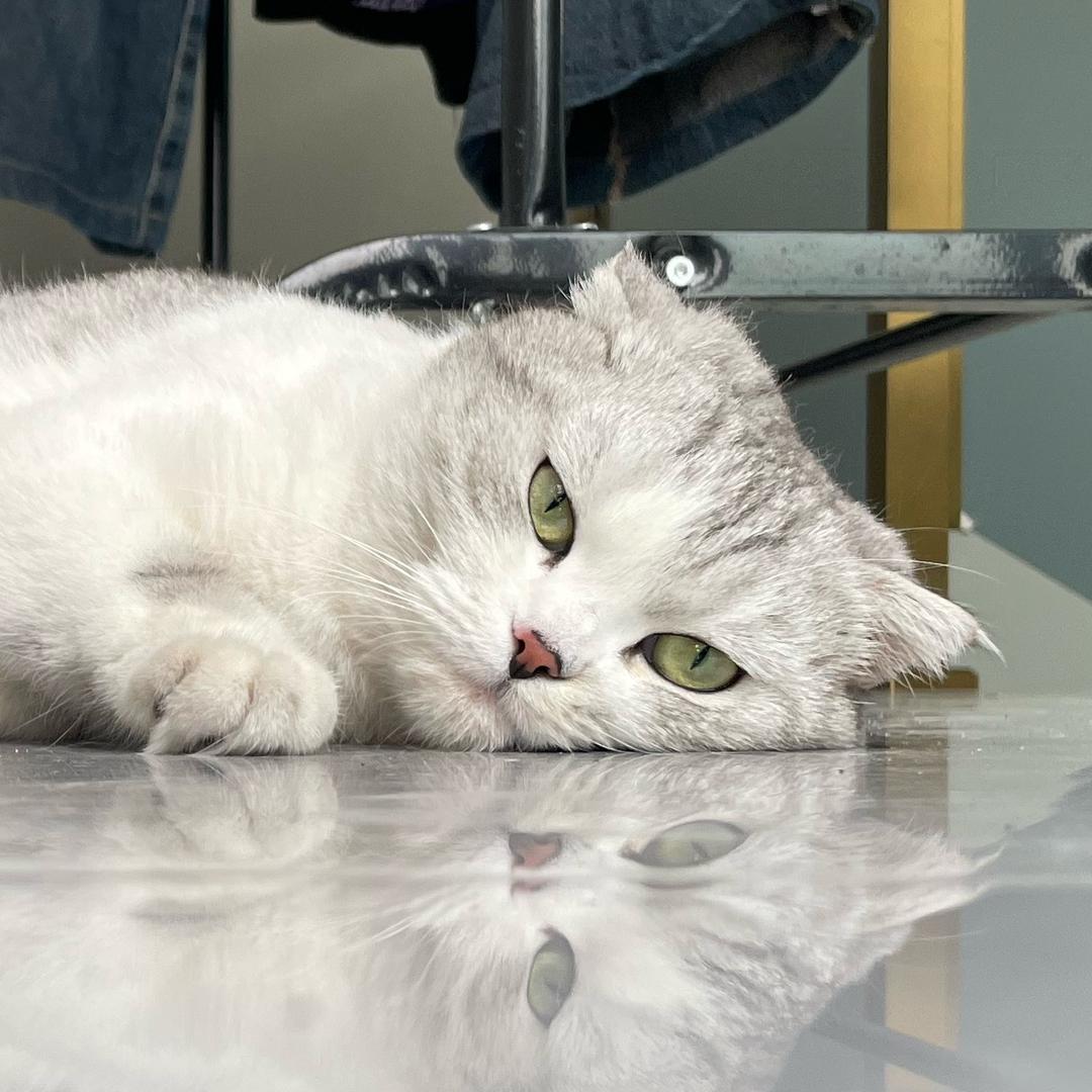 南柯（Taylor’s Version）